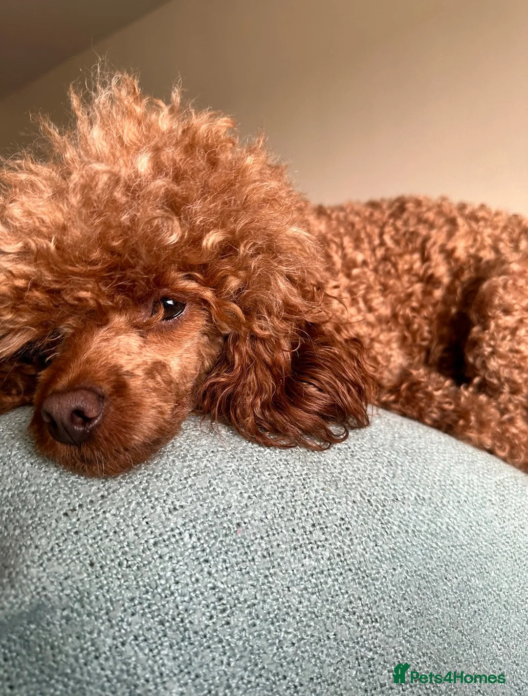 Miniature Poodle dogs for sale: Pedigree Miniature Poodles - Advert 2