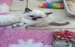 Ragdoll cats for sale: Gorgeous European ragdolls, Tica registered - Image 8