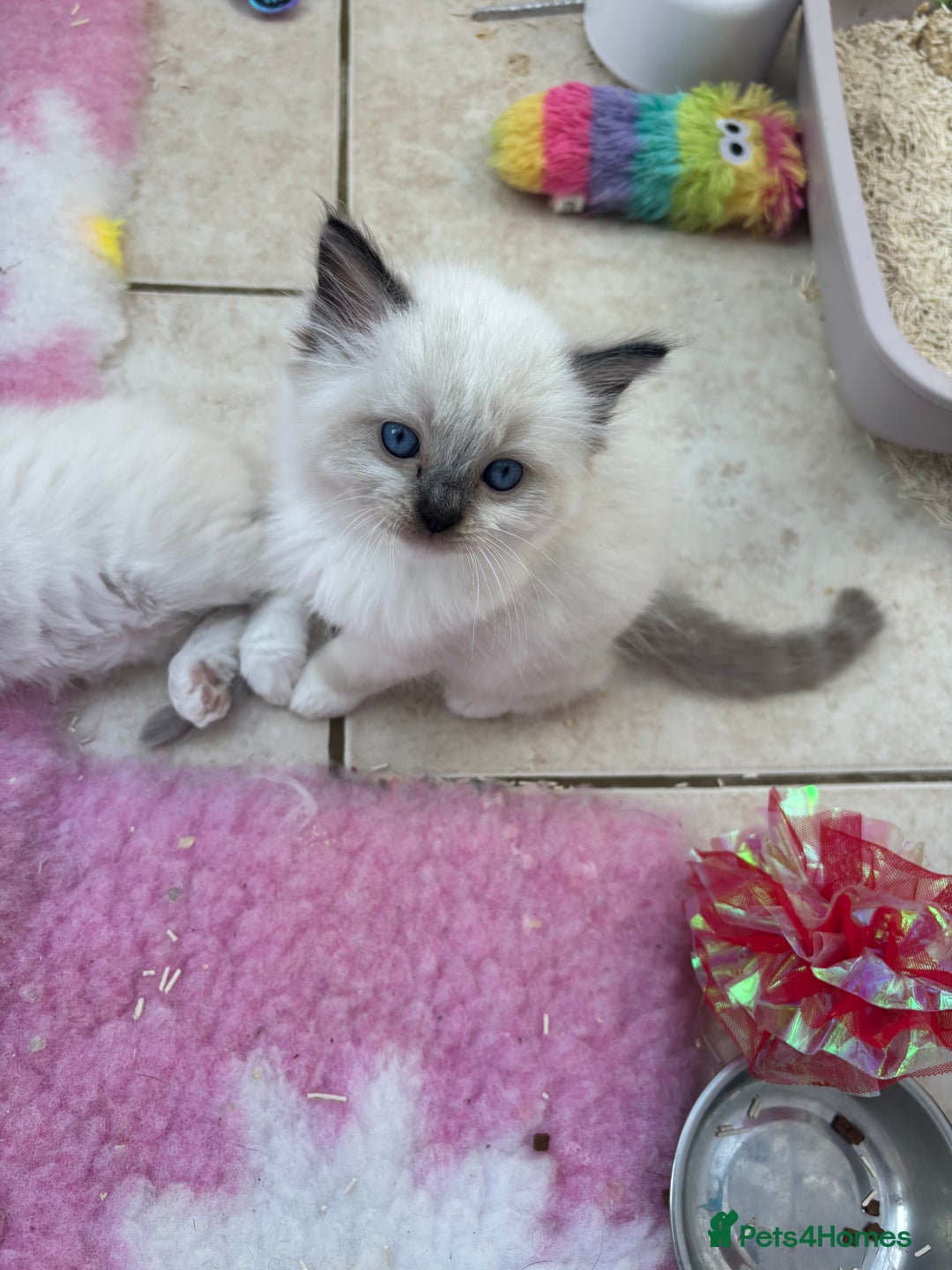 Ragdoll cats for sale: Gorgeous European ragdolls, Tica registered - Image 8