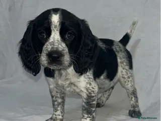 Cocker Spaniel dogs Cocker Spaniel Puppies - Advert 13