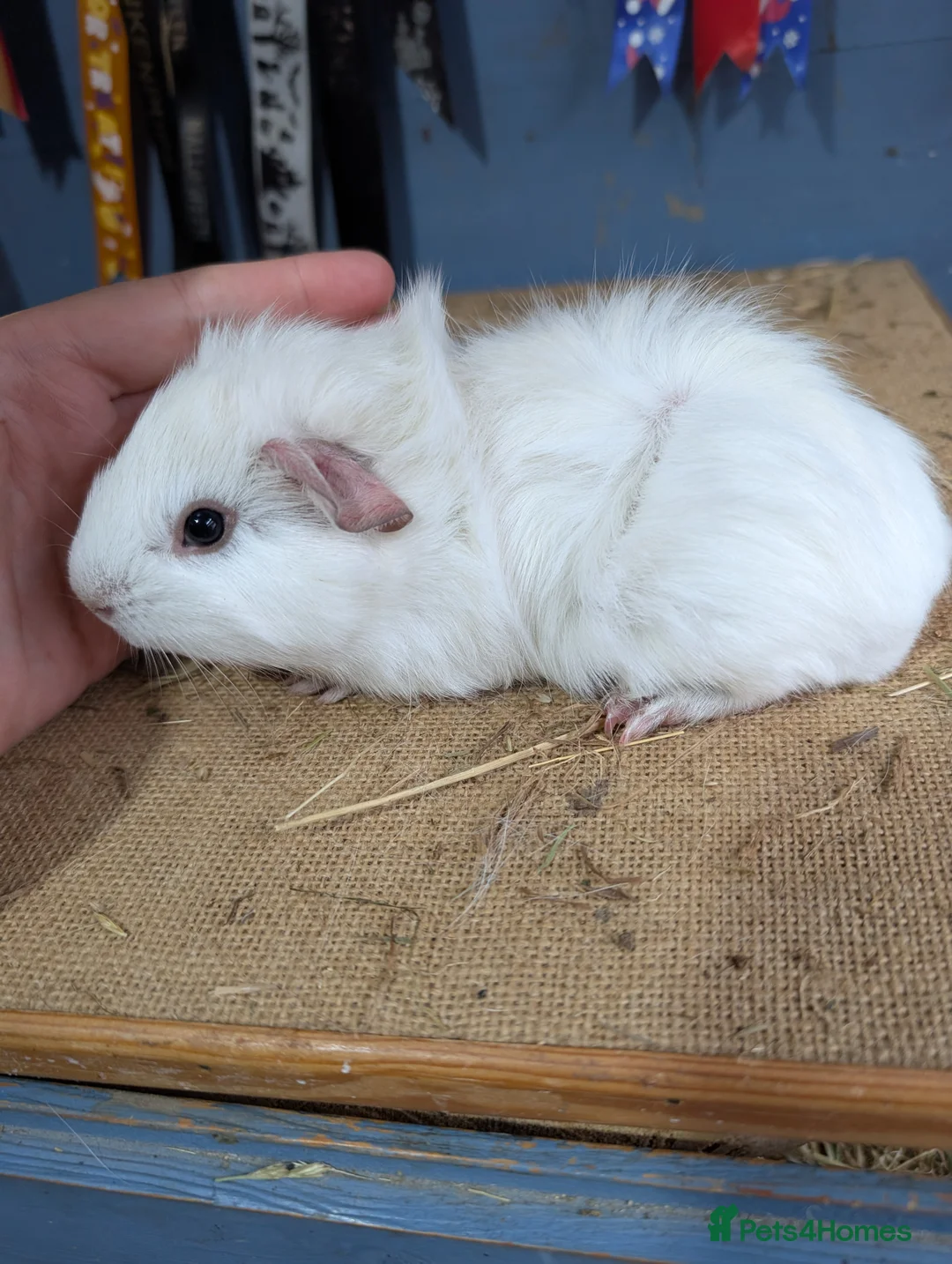 Guinea Pig rodents for sale: Funky dew baby boar pet  - Advert 1