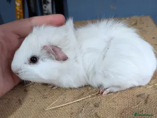 Guinea Pig rodents Funky dew baby boar pet - Advert 19