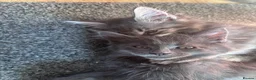 Maine Coon cats for sale: 🐾 TWO BEAUTIFUL MAINE COON KITTENS AVAILABLE 🐾 - Advert 4