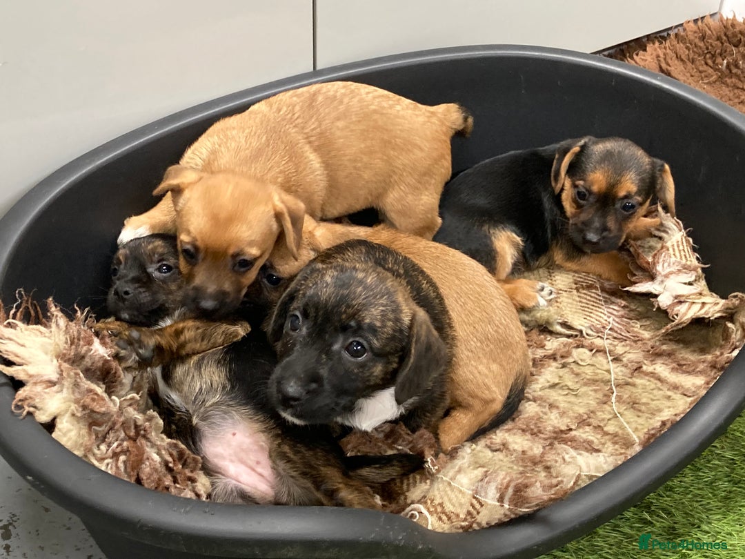 Mixed Breed dogs for sale: Border Terrier cross  - Image 8