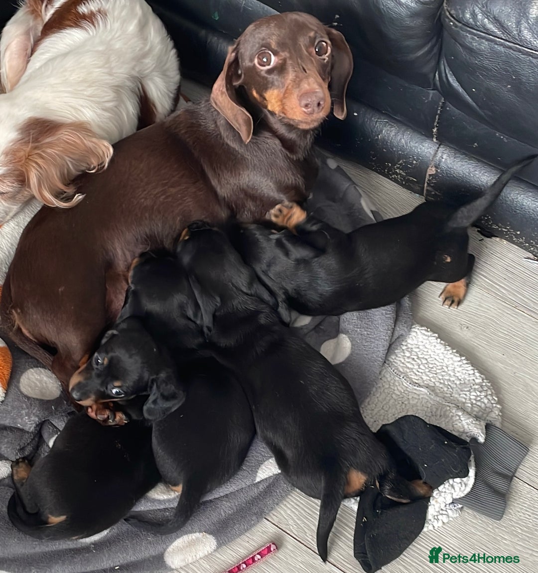 Dachshund dogs for sale: Dachound puppies - Advert 4
