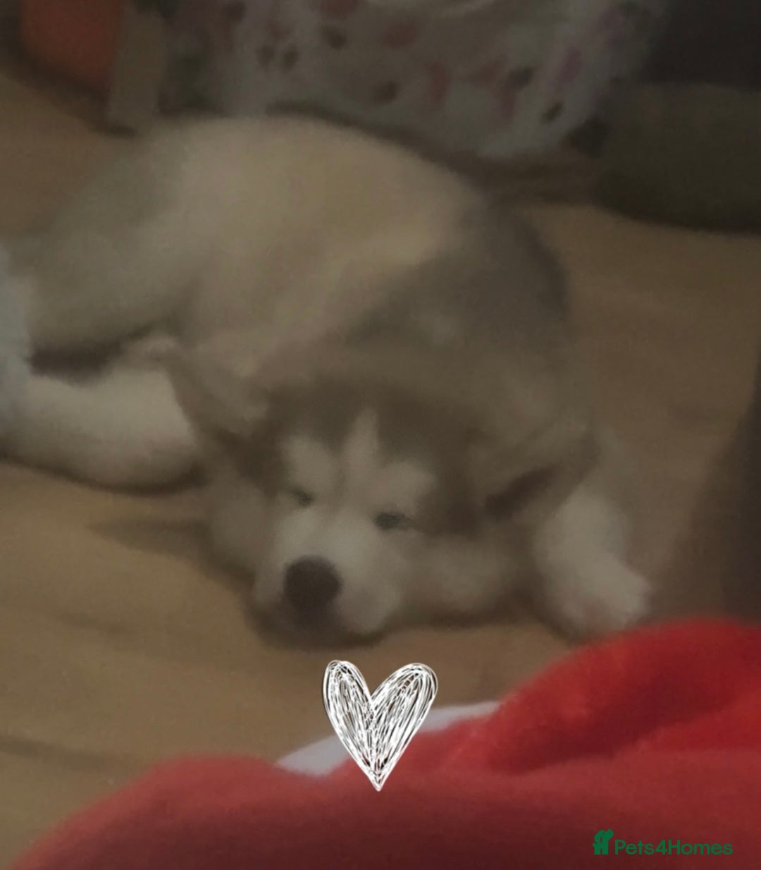 Siberian Husky dogs for sale: Siberian husky - Advert 3