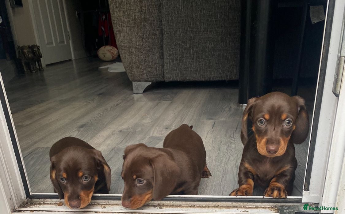 Miniature Dachshund dogs 2 boy miniature daschunds need their forever home  - Advert 8