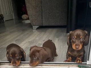 Miniature Dachshund dogs 2 boy miniature daschunds need their forever home - Advert 8