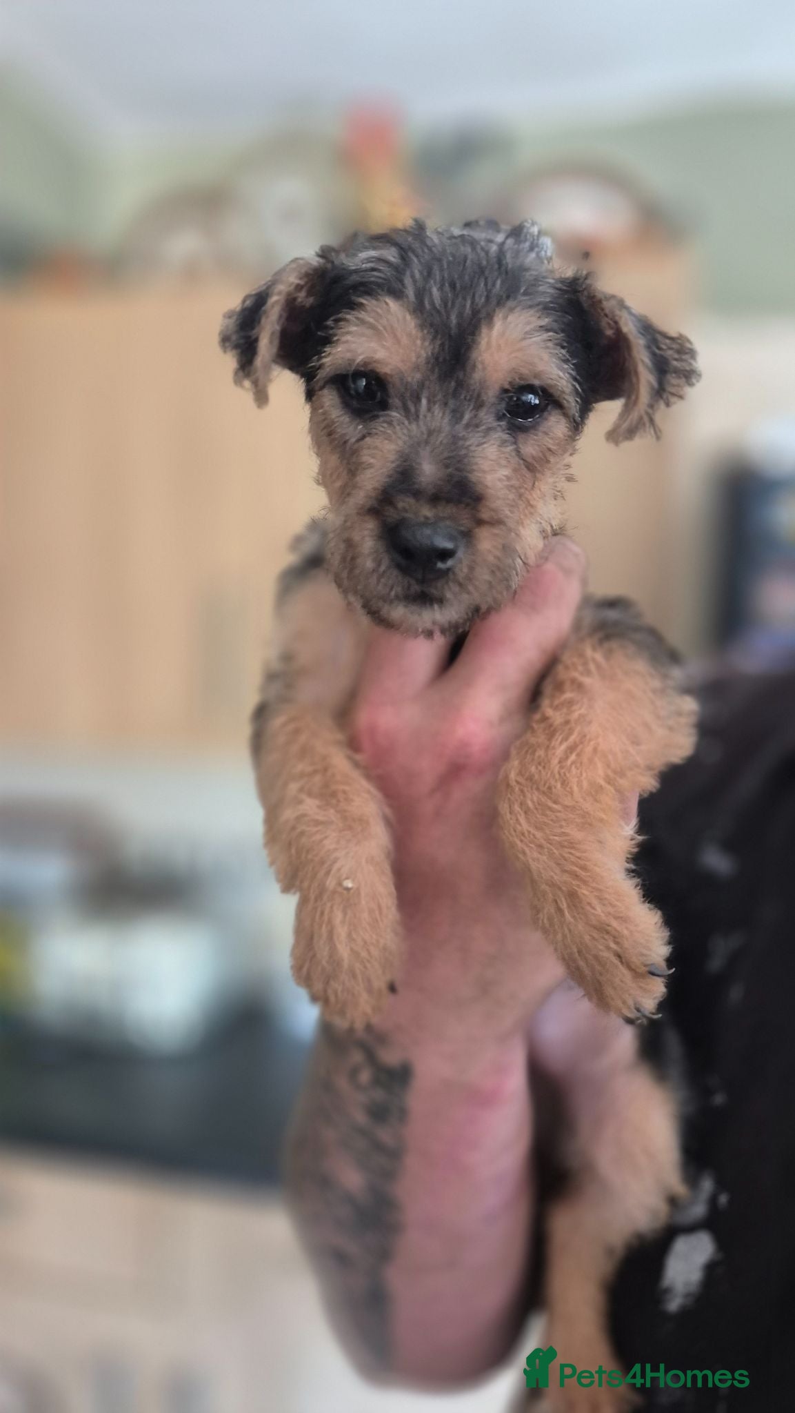 Lakeland Terrier dogs READY NOW FEMALE Middleton line Lakeland terriers - Advert 9