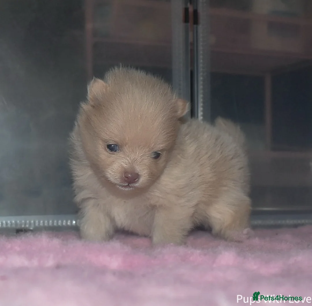 Pomeranian dogs for sale: Beautiful  **  Russian Girls  - Advert 4