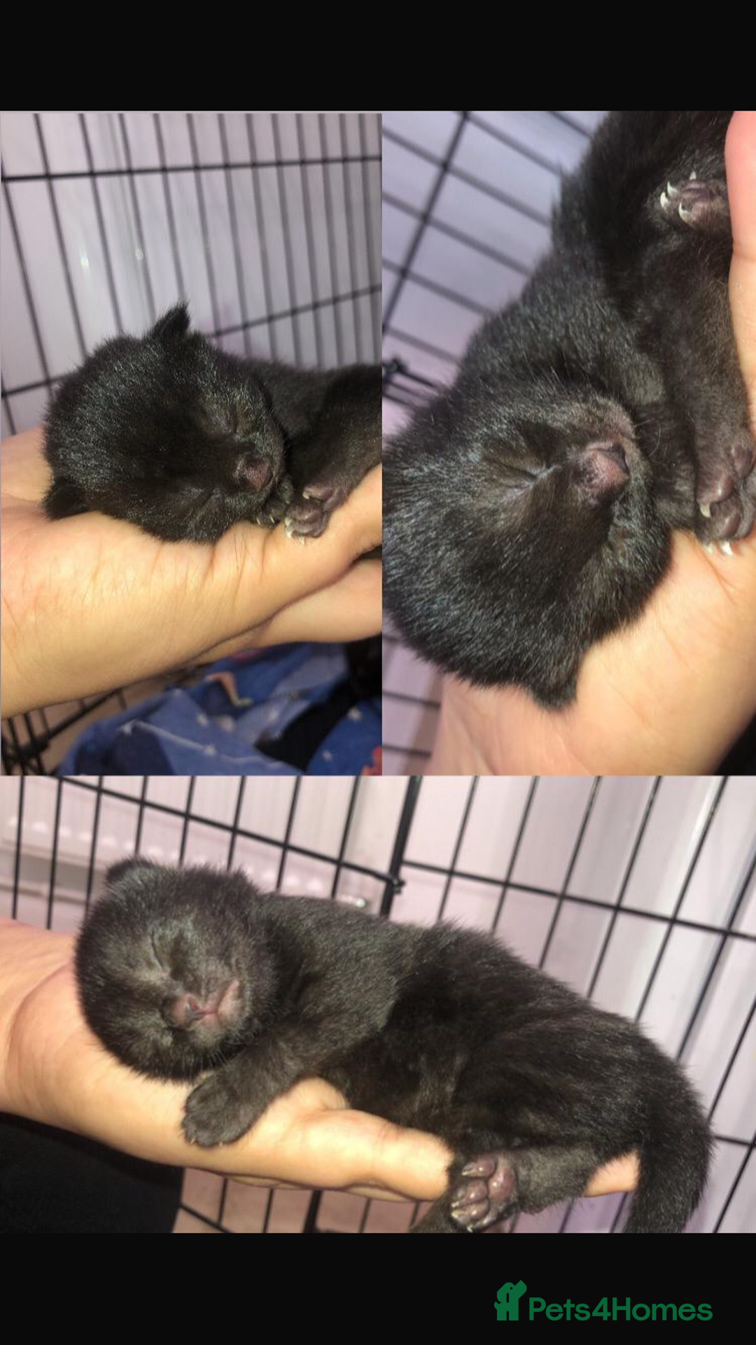Mixed Breed cats for sale: 7 beautiful Kittens Looking for Forever homes - Image 10