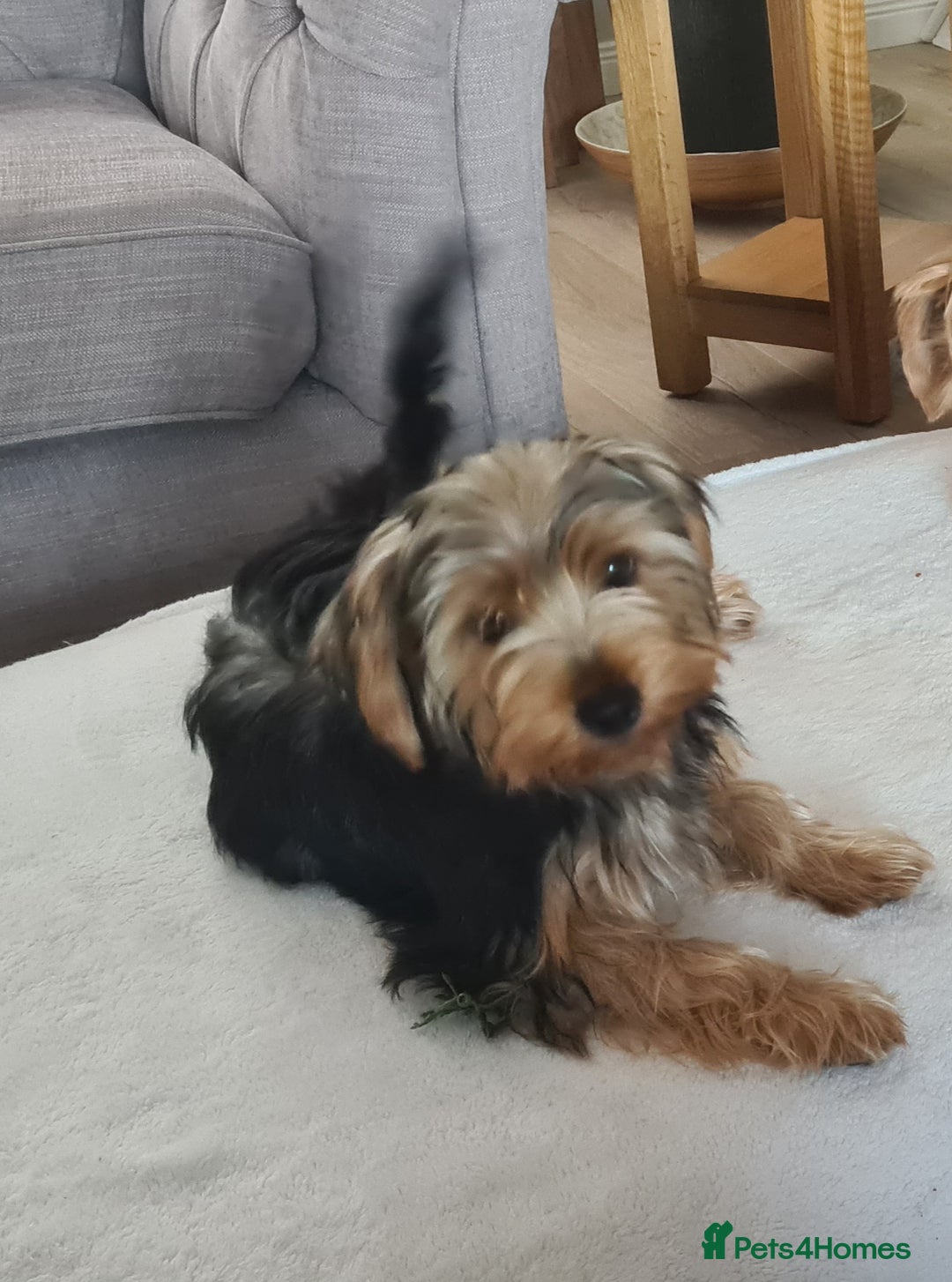 Yorkshire Terrier dogs for sale: Sweet natured boys - Image 2