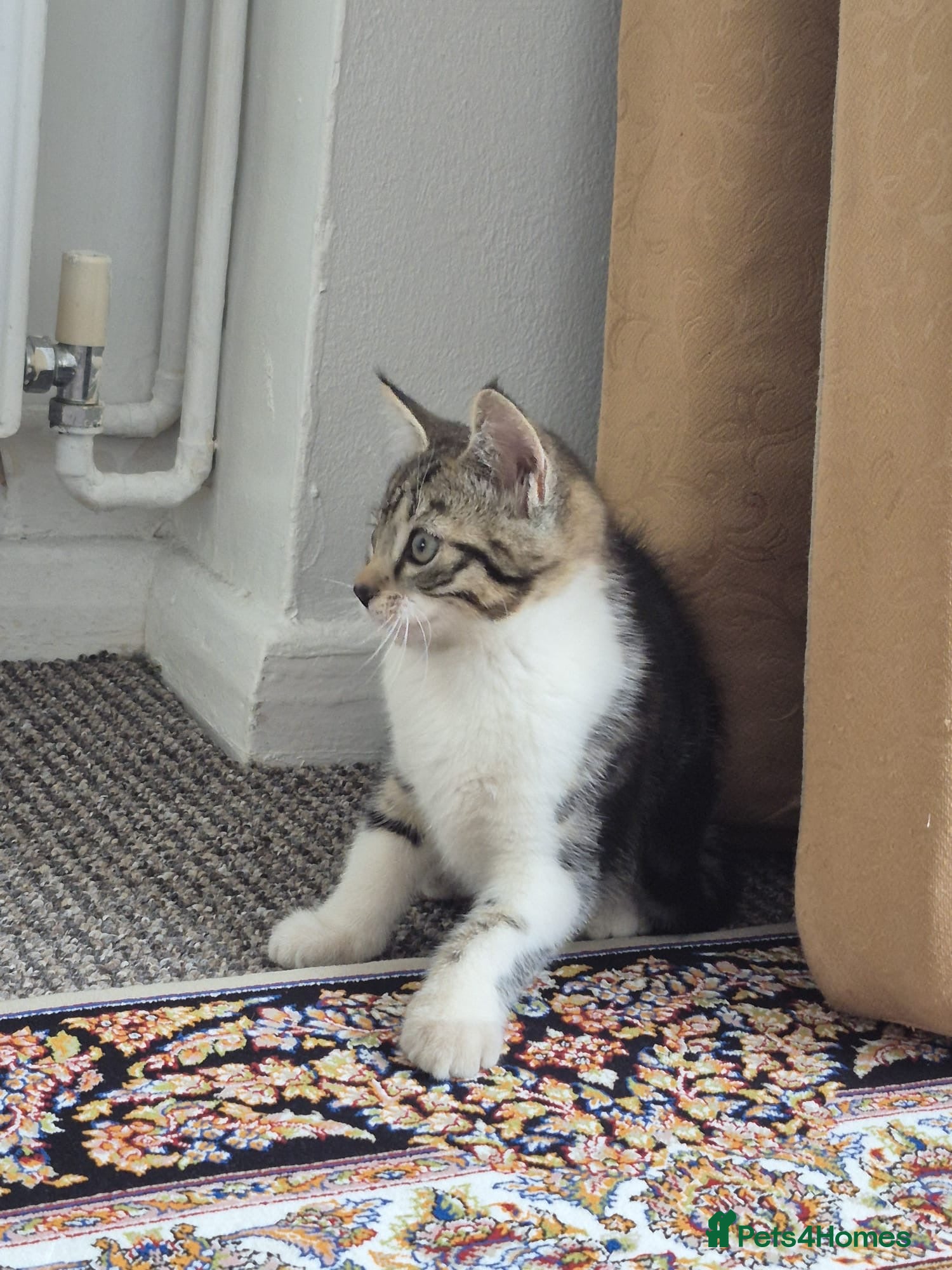 British Shorthair cats for sale: Tabby short hair kittens  - Advert 8