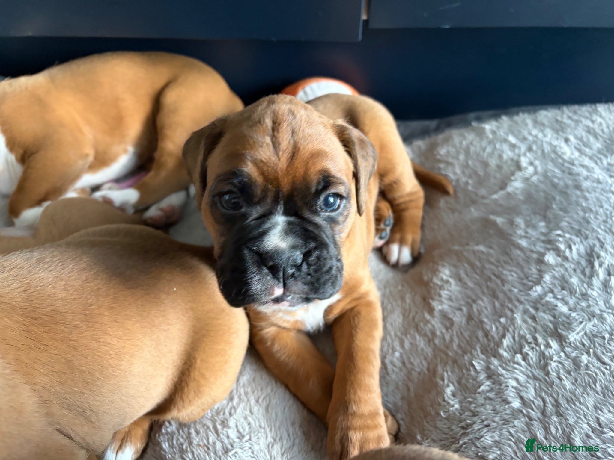 Boxer dogs Beautiful litter of boxee pups  - Advert 3