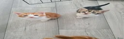 Mixed Breed cats for sale: 4 adorable kittens  - Advert 14