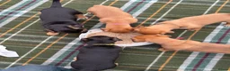 Patterjack dogs for sale: Patterjack puppy’s looking for loving home  - Advert 31