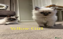 Ragdoll cats for sale: Beautiful Chunky Ragdoll Kittens For Sale - Image 8