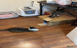 Domestic Shorthair cats for sale: Free girl cat (spayed) - Image 18