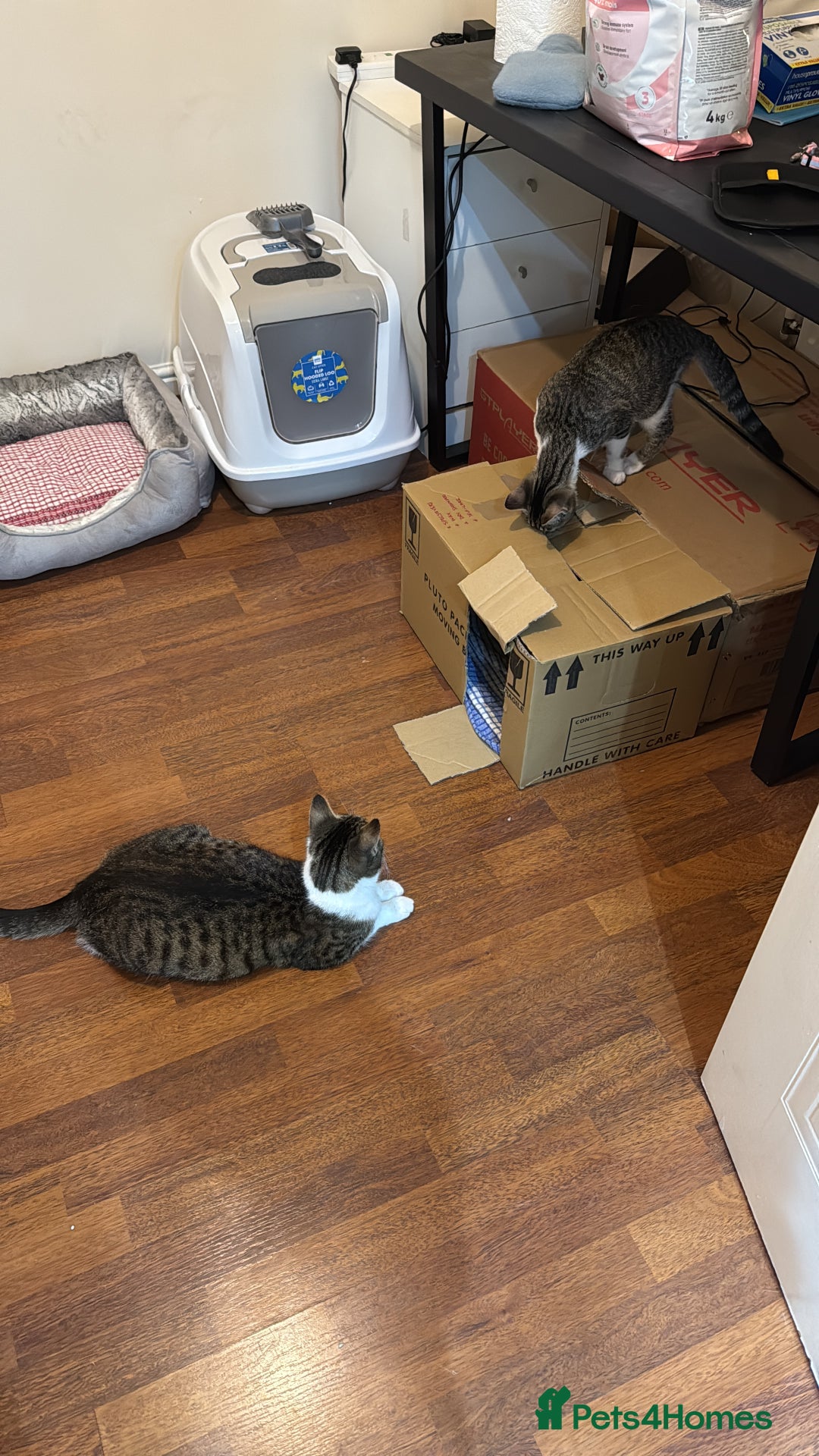 Domestic Shorthair cats for sale: Free girl cat (spayed) - Image 18