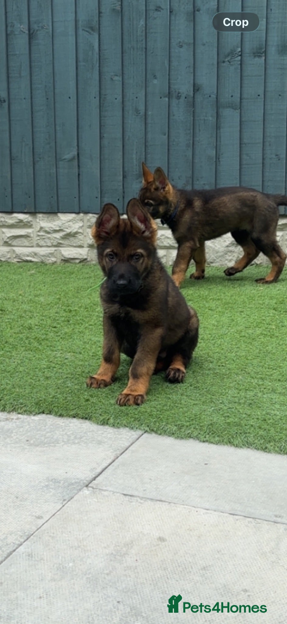 German Shepherd dogs KC Czech working line German shepherd puppies  - Advert 2