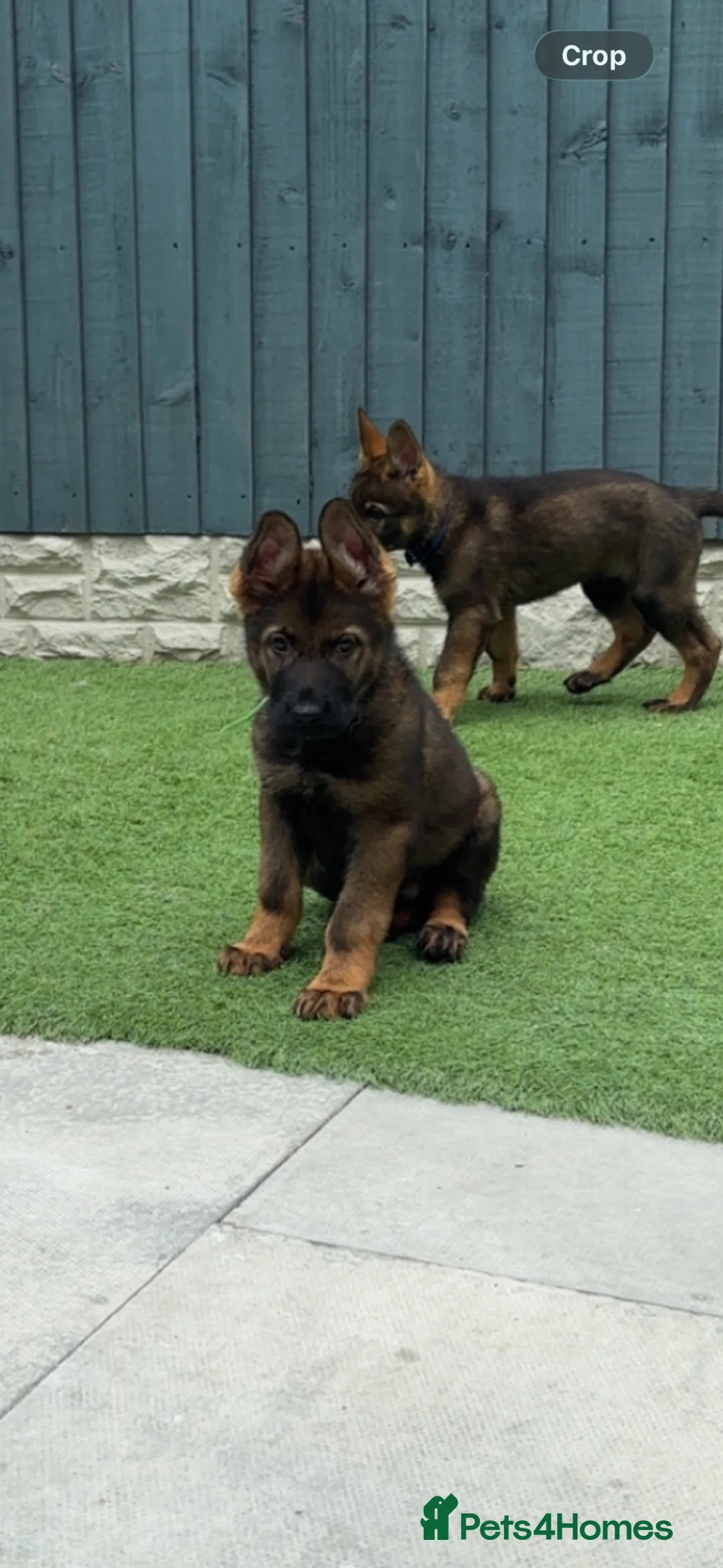 German Shepherd dogs for sale: KC Czech working line German shepherd puppies  - Advert 2