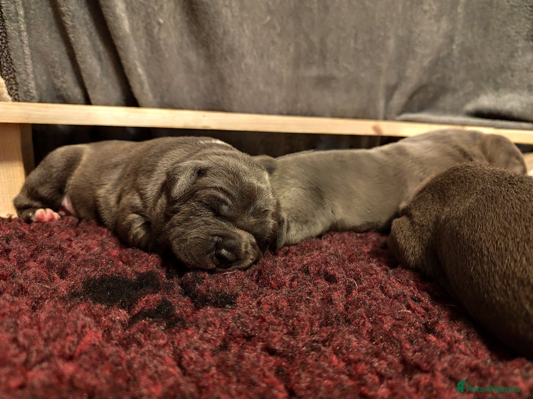 Staffordshire Bull Terrier dogs for sale: Staffordshire bull terrier puppies  - Advert 10