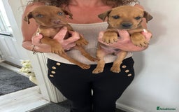 Mixed Breed dogs for sale: Doberman puppies for sale - Image 8