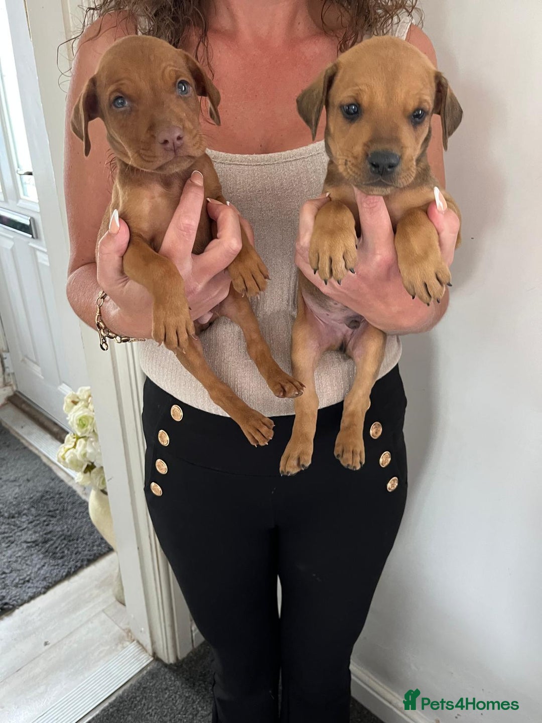 Mixed Breed dogs for sale: Doberman puppies for sale - Image 8