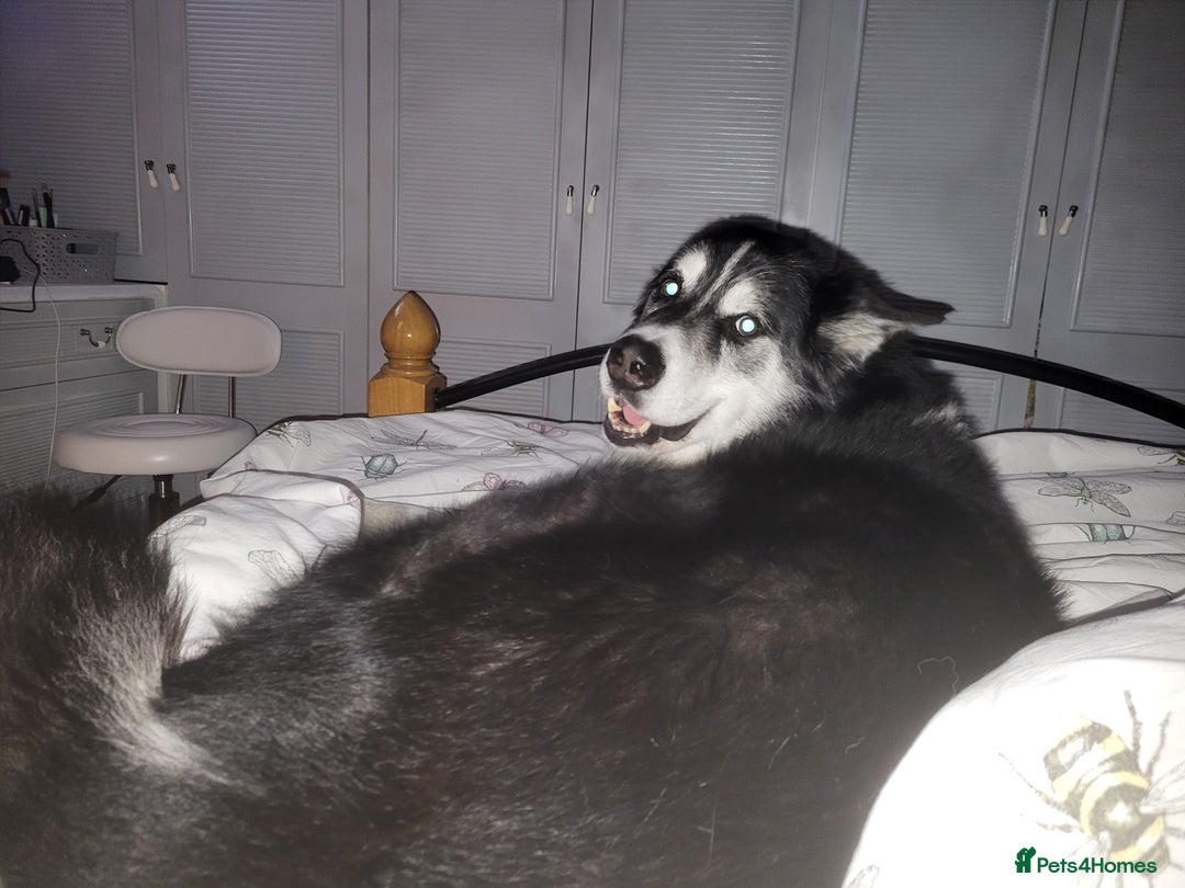 Mixed Breed dogs for sale: Alaskan Malamute puppies for sale - Image 4