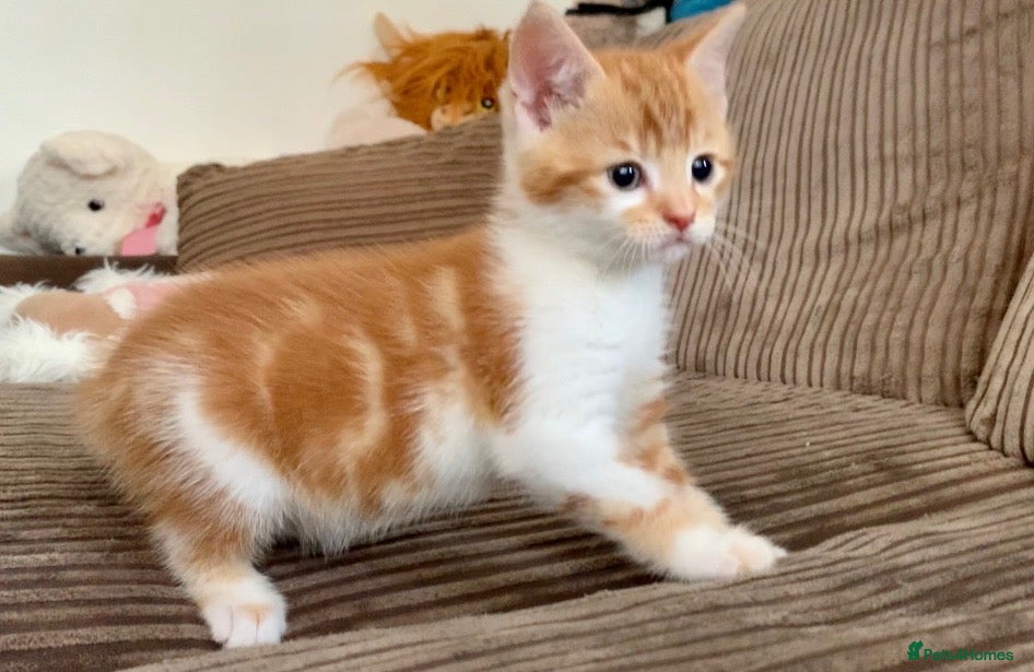 Mixed Breed cats for sale: Cute kittens ready now - Advert 8