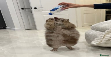 Pomeranian dogs Beautiful Merle Pomeranian boy 💙 - Advert 3