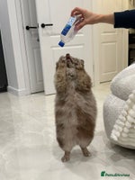 Pomeranian dogs Beautiful Merle Pomeranian boy 💙 - Advert 3