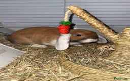 Dwarf Lop rabbits for sale: Loving Bunny For Sale  - Image 4