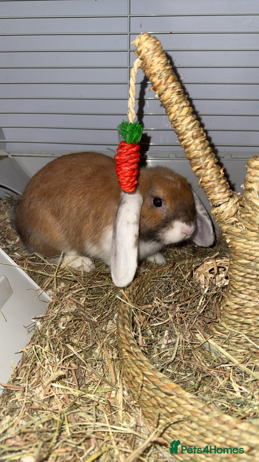 Dwarf Lop rabbits for sale: Loving Bunny For Sale  - Image 4
