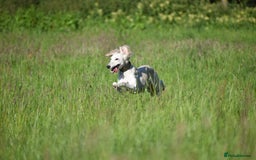 Saluki dogs for sale: ✨Breeding Announcement ✨ - Image 4