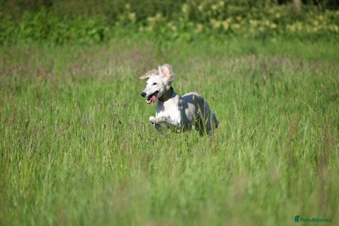 Saluki dogs for sale: ✨Breeding Announcement ✨ - Image 4