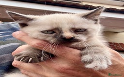 Mixed Breed cats for sale: Persian cross Ragdoll kittens real stunners - Image 9