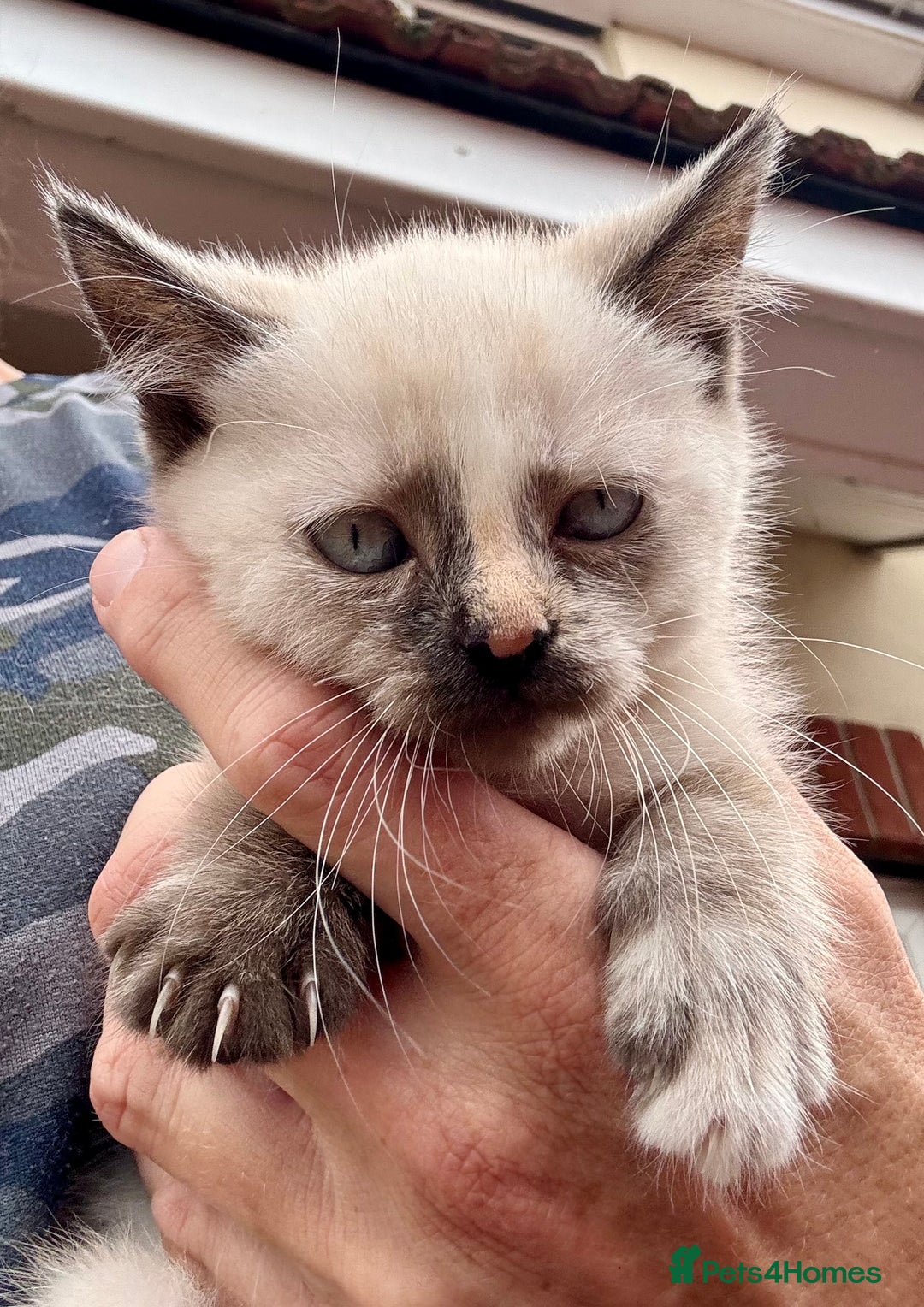 Mixed Breed cats for sale: Persian cross Ragdoll kittens real stunners - Image 9