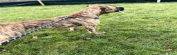 Mixed Breed dogs for sale: Mix breed boy dog 11 months old in Nantwich - Advert 2