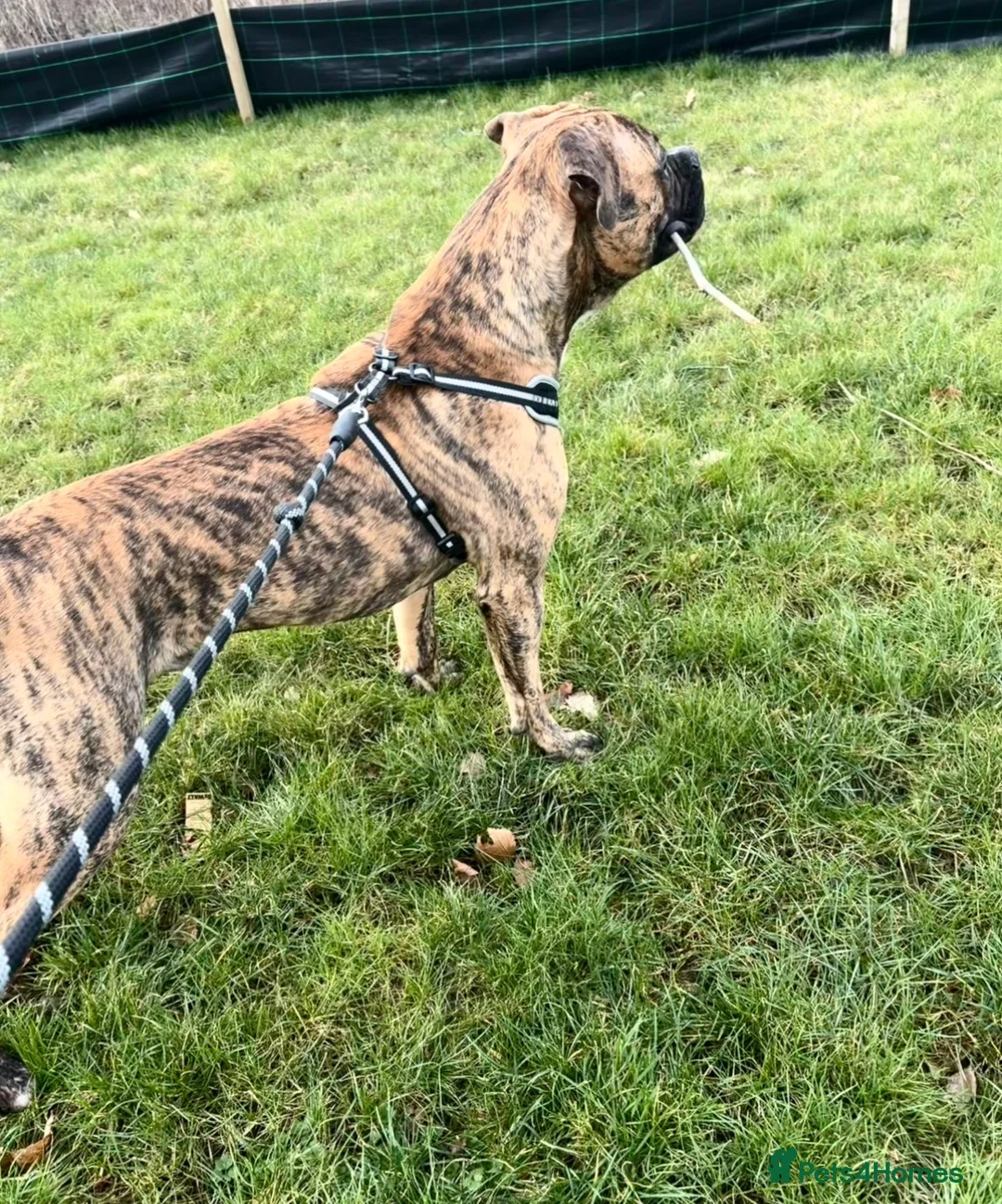 Mixed Breed dogs for sale: Mix breed boy dog 11 months old in Nantwich - Advert 2