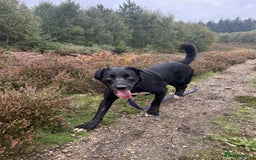 Mixed Breed dogs for adoption: Barney - Norwich norfolk  - Image 5