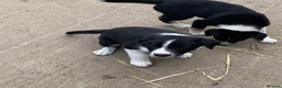 Smooth Collie dogs for sale: Male Collie Pup - Advert 5