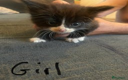Domestic Shorthair cats for sale: Family friendly kittens looking for a new home  - Image 5