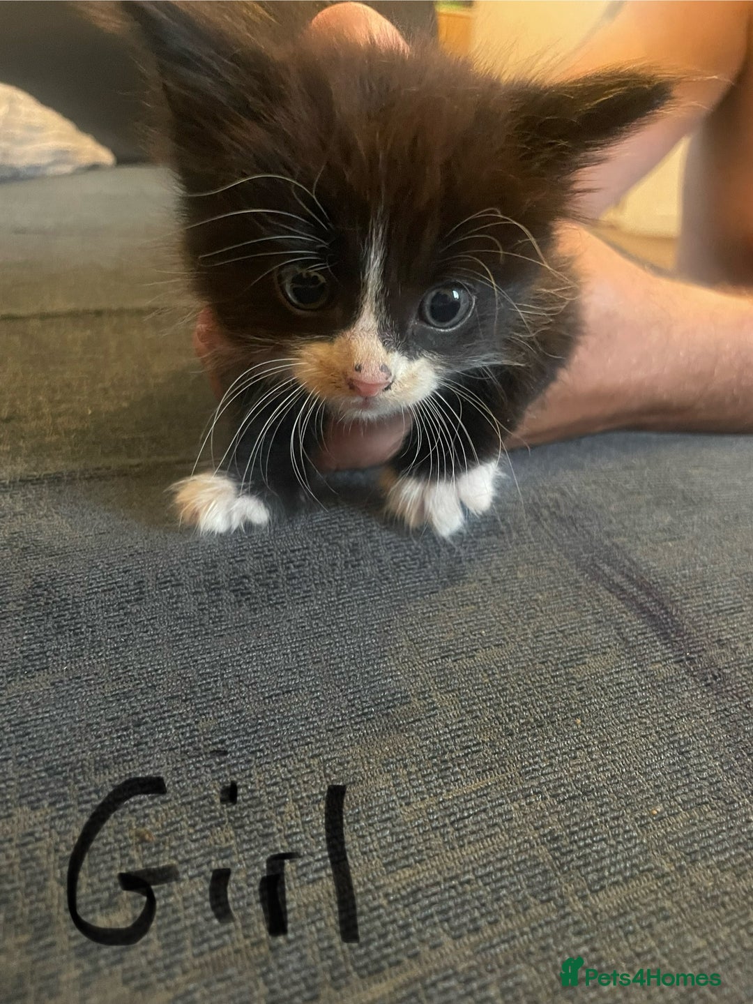 Domestic Shorthair cats for sale: Family friendly kittens looking for a new home  - Image 5