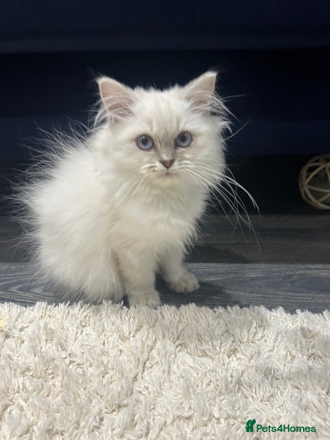 British Longhair cats for sale: Lilac golden tip female  - Advert 1