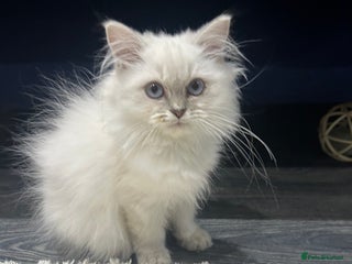 British Longhair cats Lilac golden tip female - Advert 1