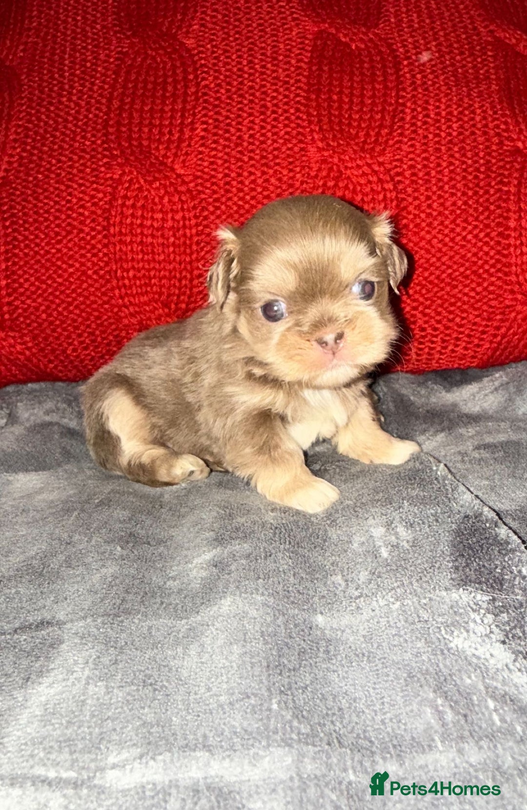 Shih Tzu dogs for sale: 🧡💜Stunning KC Registered Shih Tzu Puppies🧡💜 - Advert 10