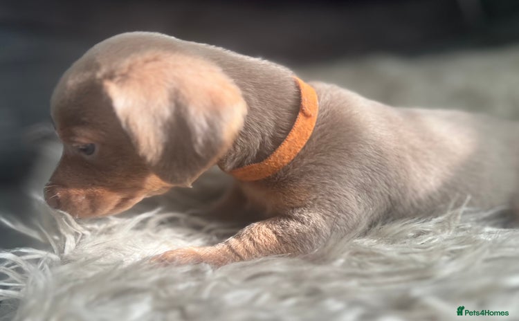 Dachshund dogs - Advert 8