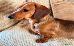 Miniature Dachshund dogs for stud: Champion Sired, Crufts Qualified Shaded Red in Dalry - Image 14