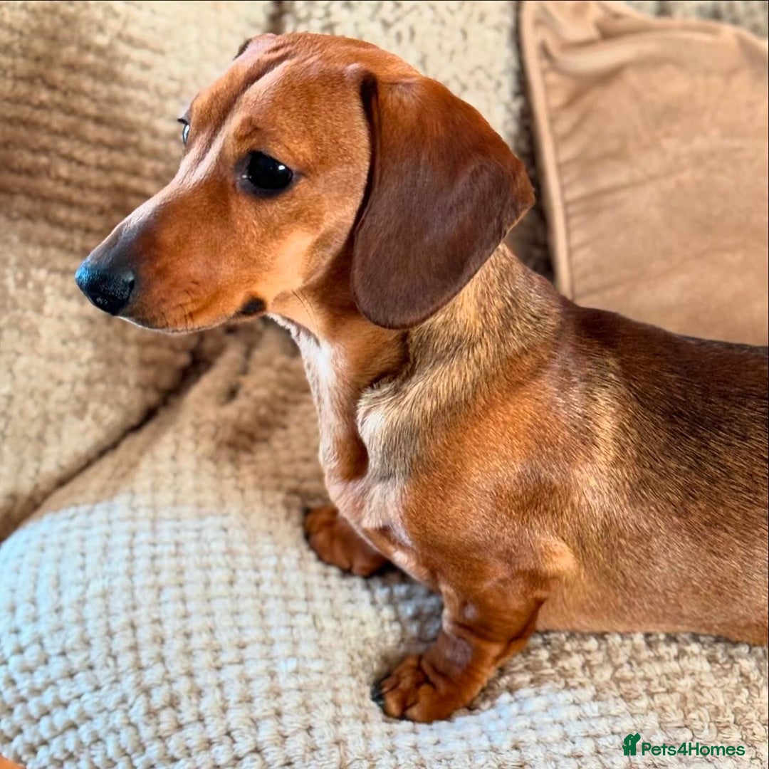 Miniature Dachshund dogs for stud: Champion Sired, Crufts Qualified Shaded Red in Dalry - Image 14